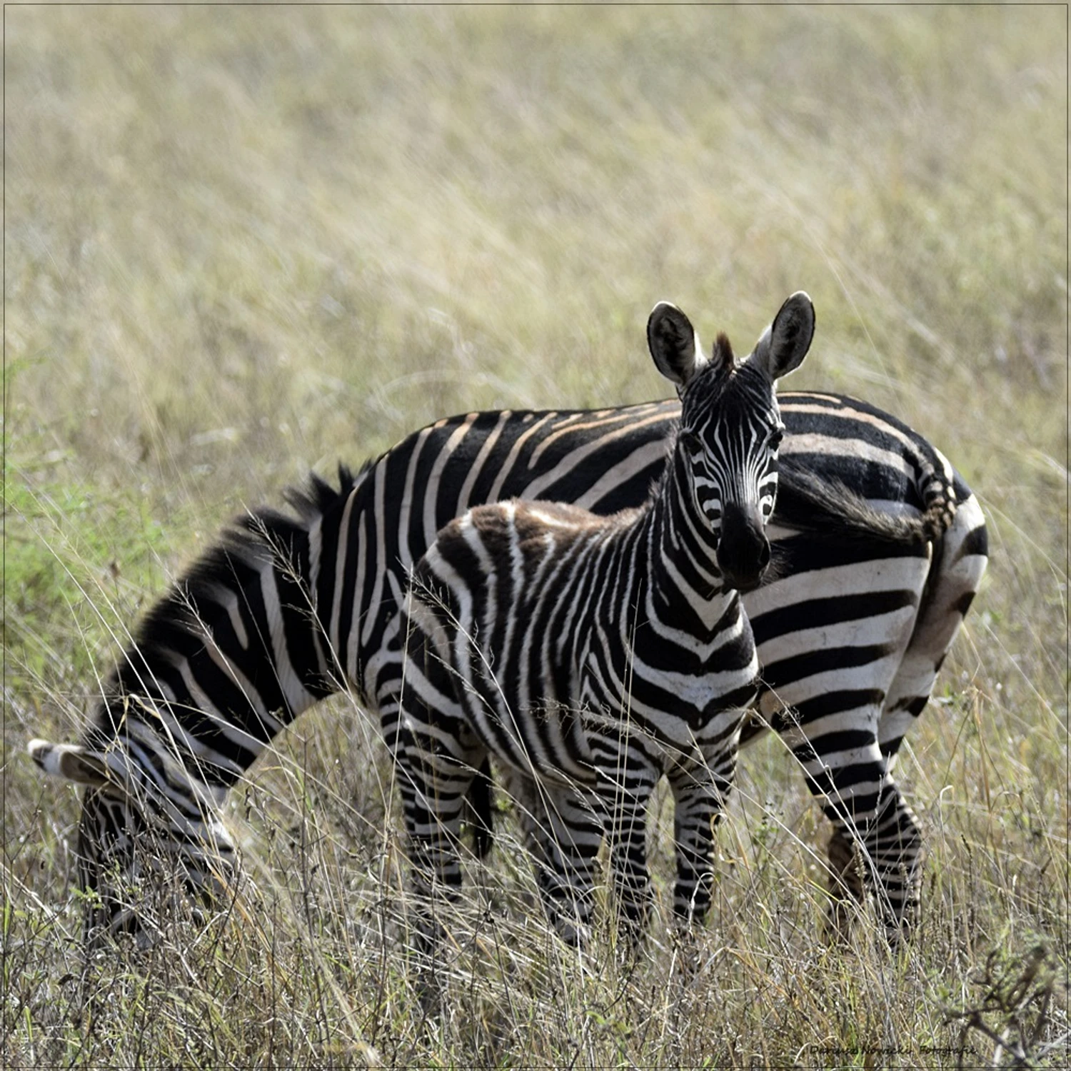  a kuku