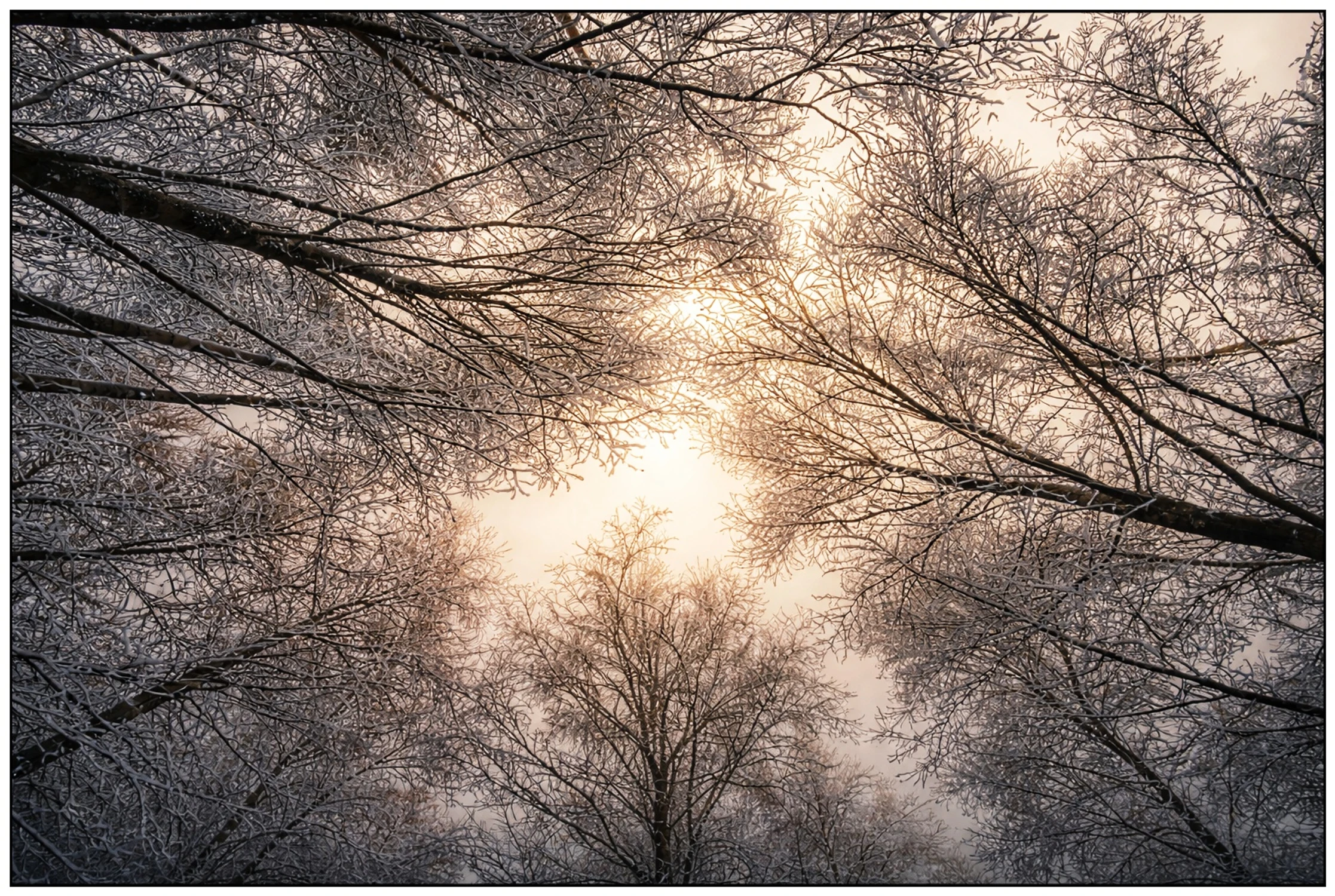 1768727246216_ w lesie byłem