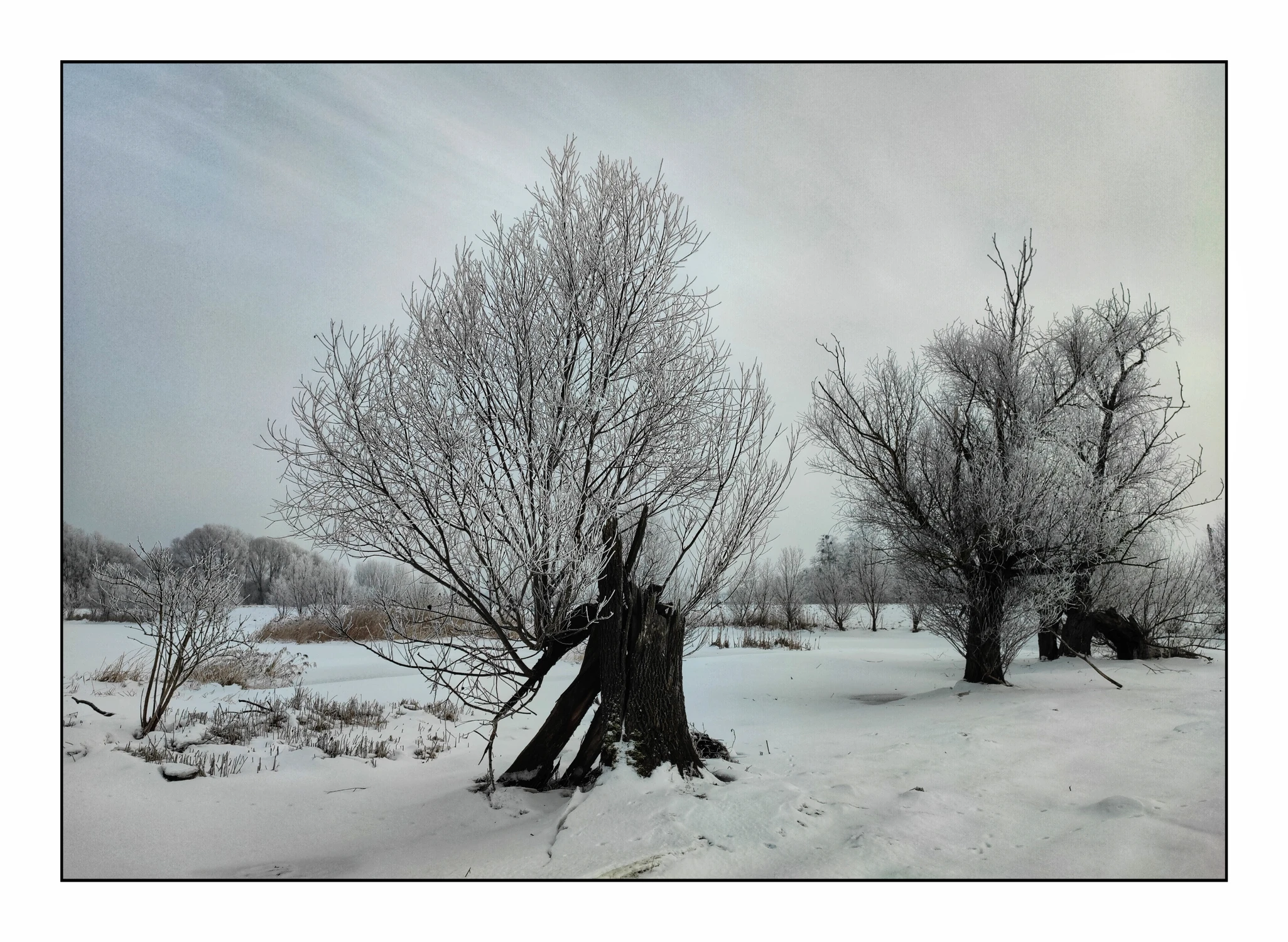 Lass Fatall  dziewięć