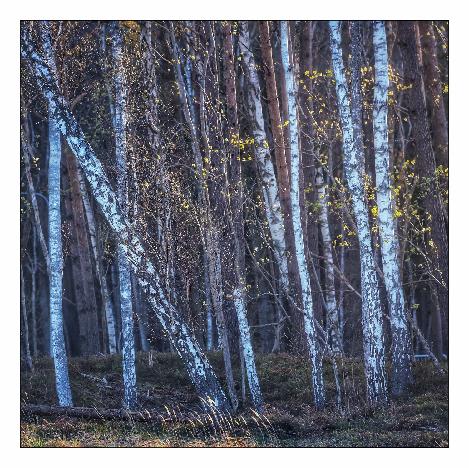 Z pewną dozą nieśmiałości