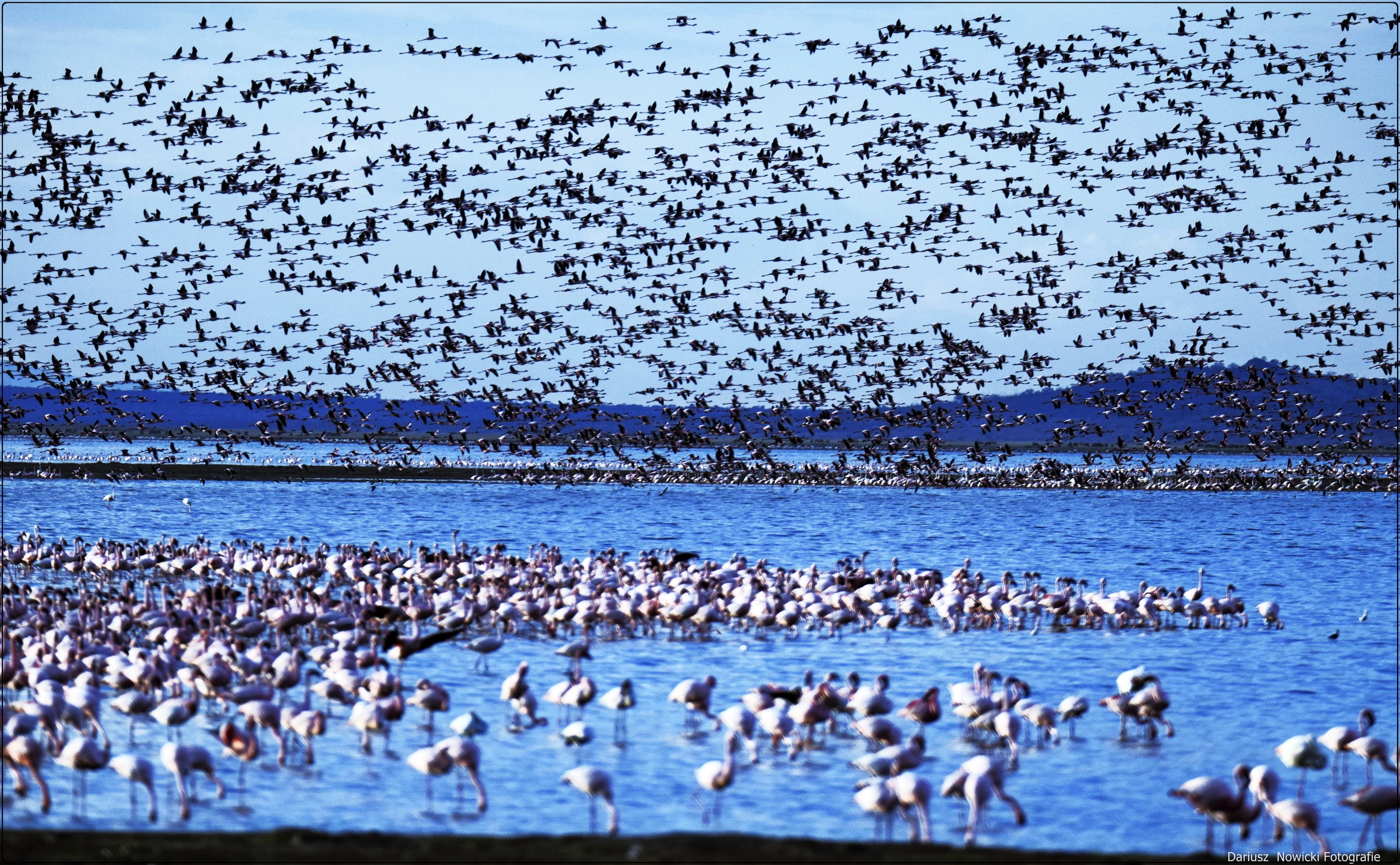  Różowe flamingi na Jeziorze  Nakuru
