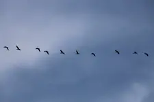 Taki trend ptaszki i sarenki..Teraz na moim niebie.