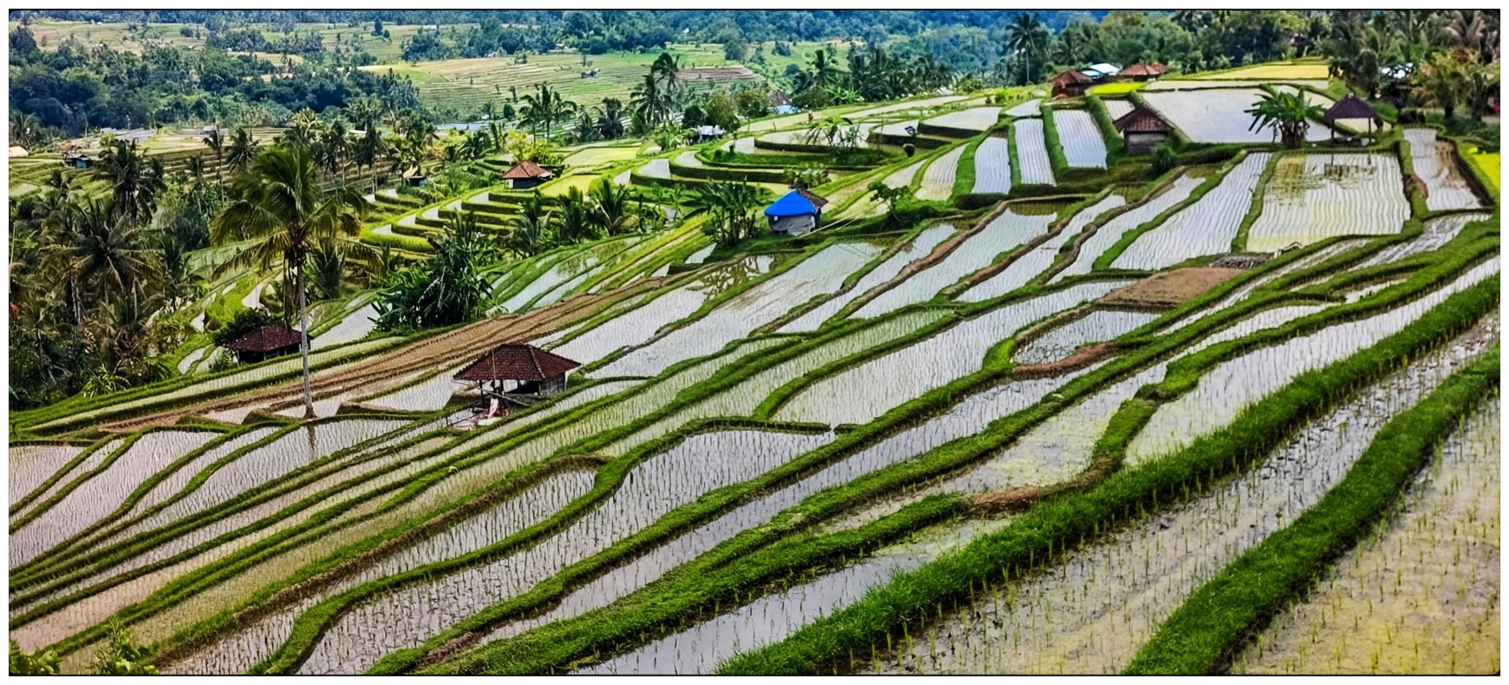 Tarasy ryżowe. Bali