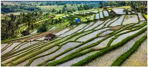Tarasy ryżowe. Bali