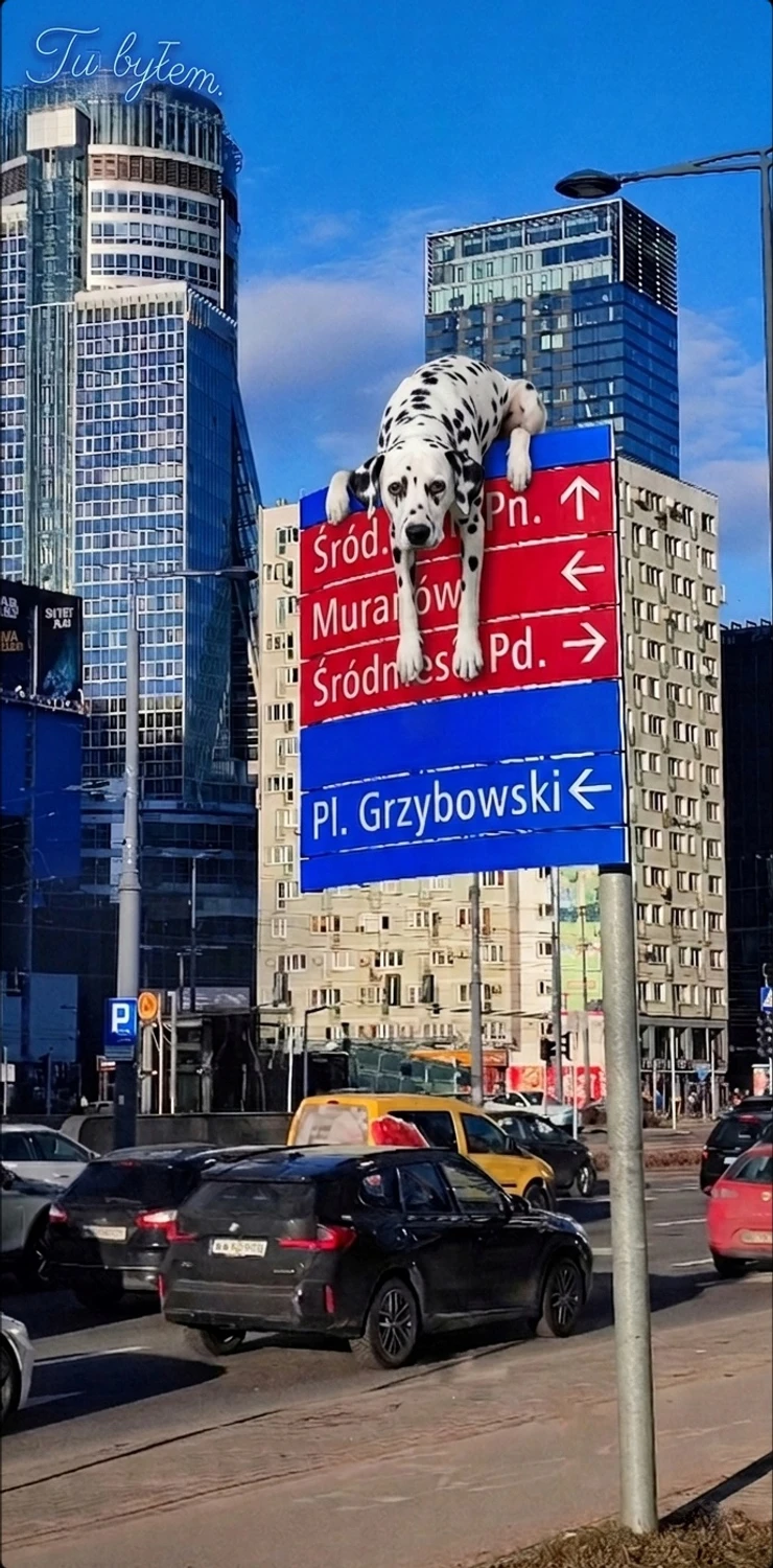 Z wędrówek papajediego