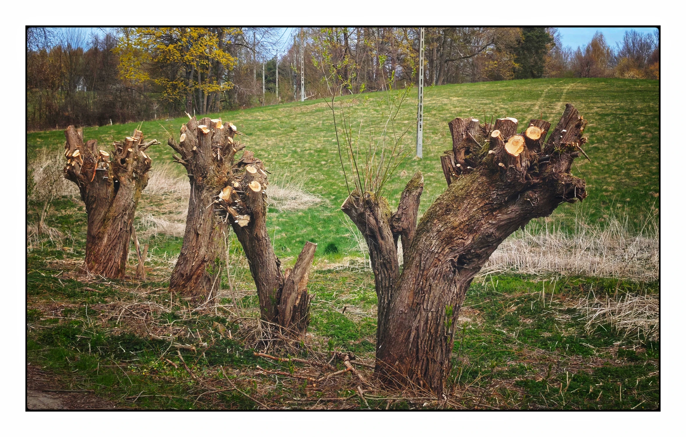 Ogolone one . Na mojej wsi