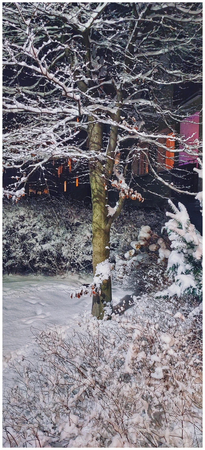 Na moim podwórku .Drzewo posadziłem 20 lat temu.