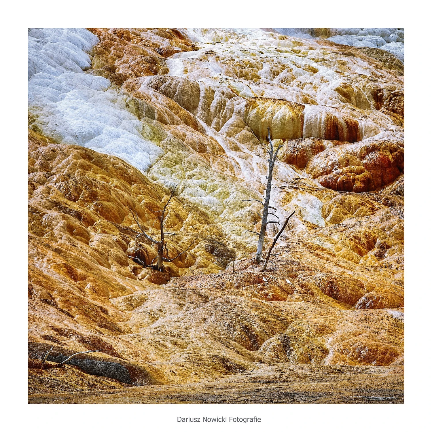 Yellowstone 