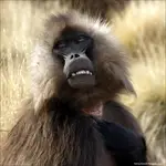 Ja do Ciebie z sercem ma wierzchu 