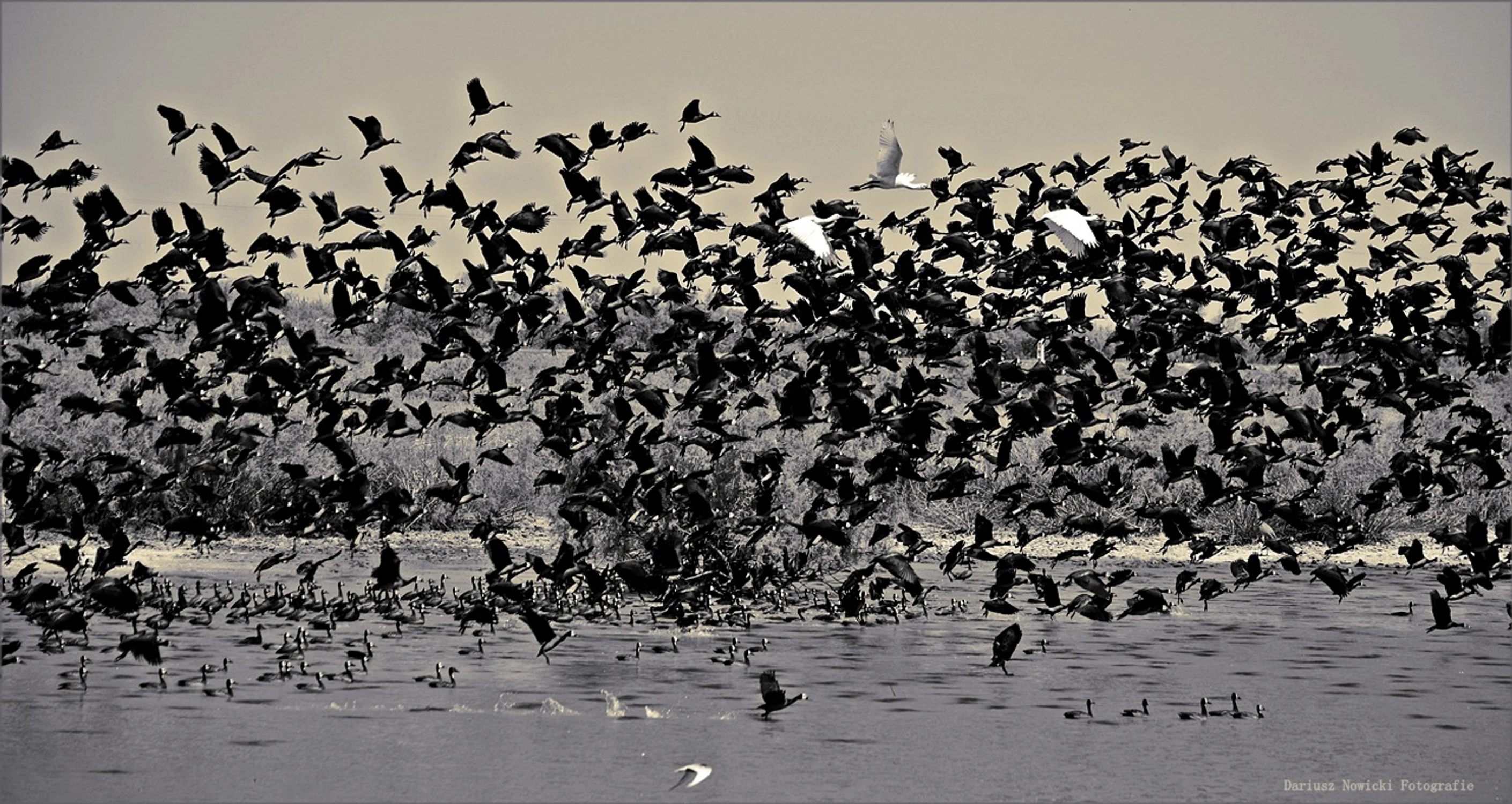  to nie Mewia łacha ...