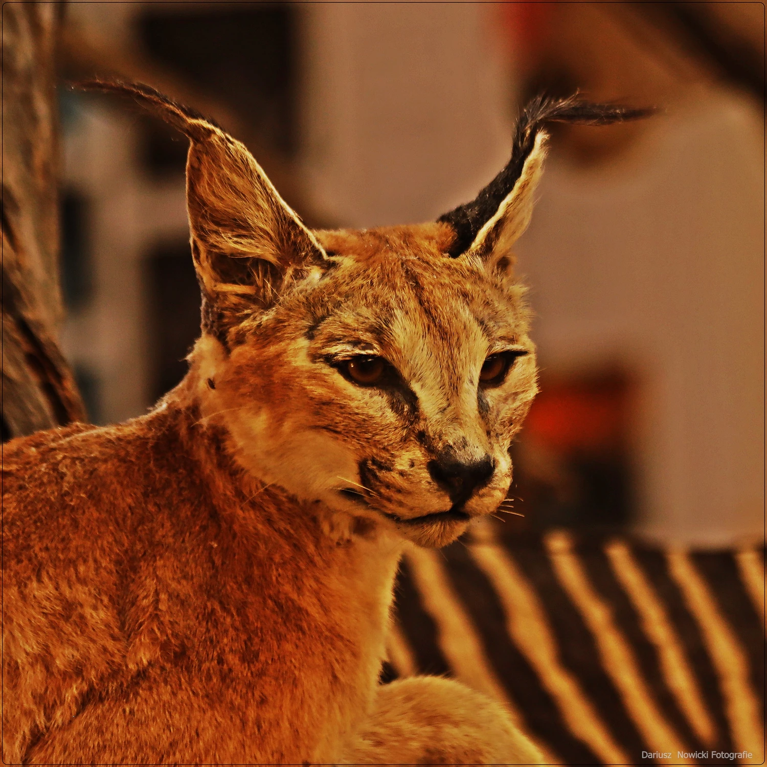 Koteczek ... kiedyś żył 