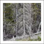 Yellowstone N P