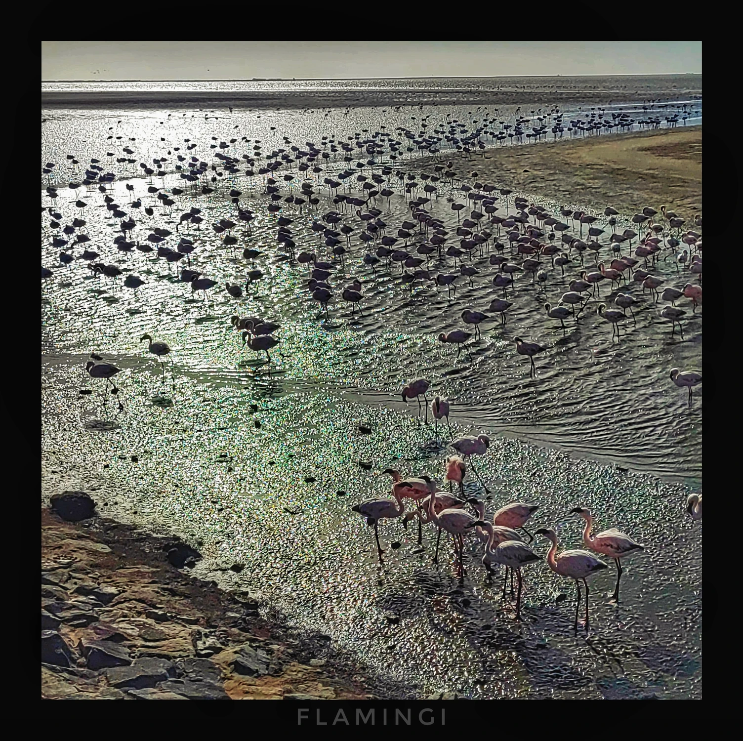 Flamingi 