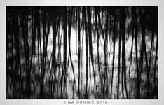 syntropia