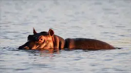hippo  z jeziora Tana 