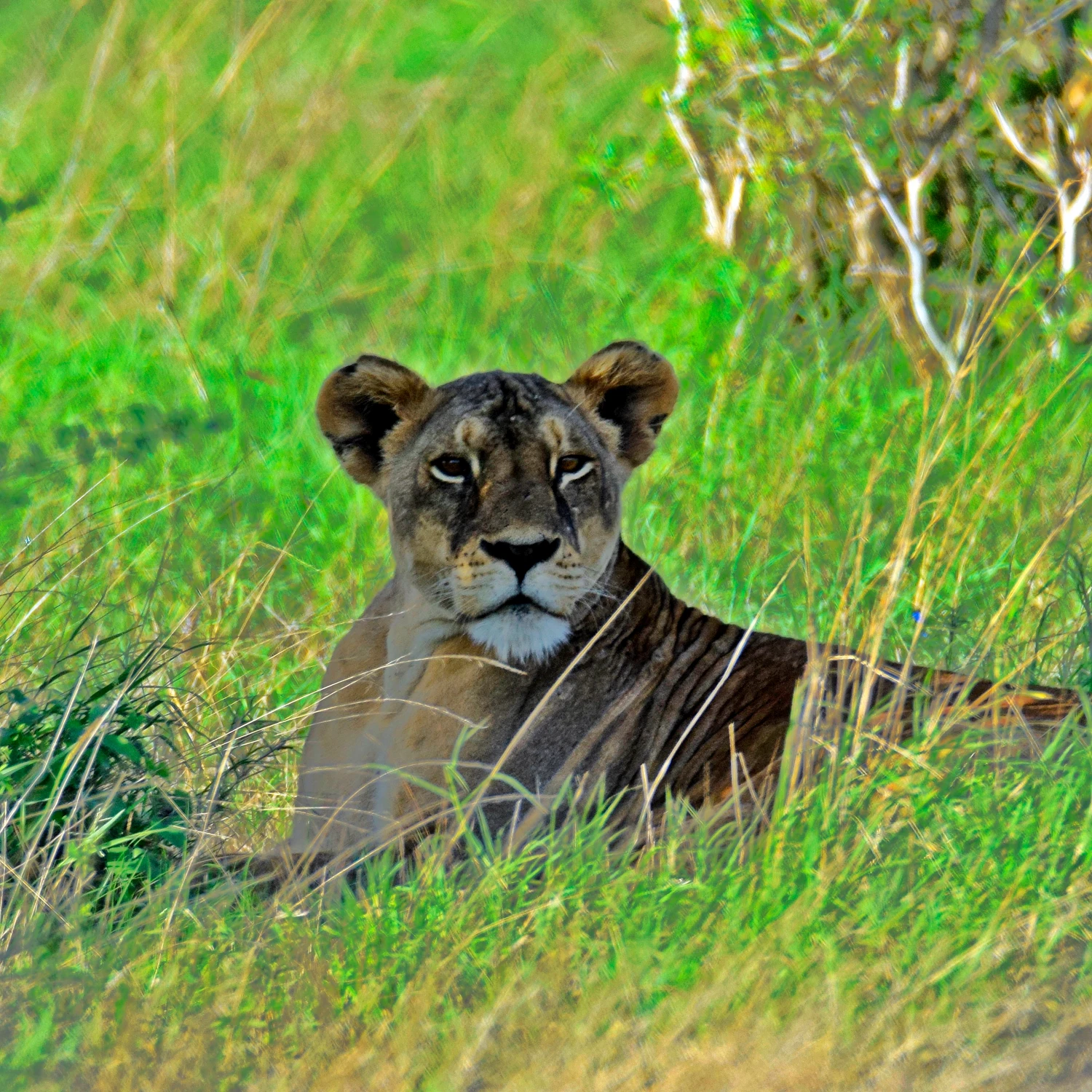  Ja cię widzę Ty mnie widzisz