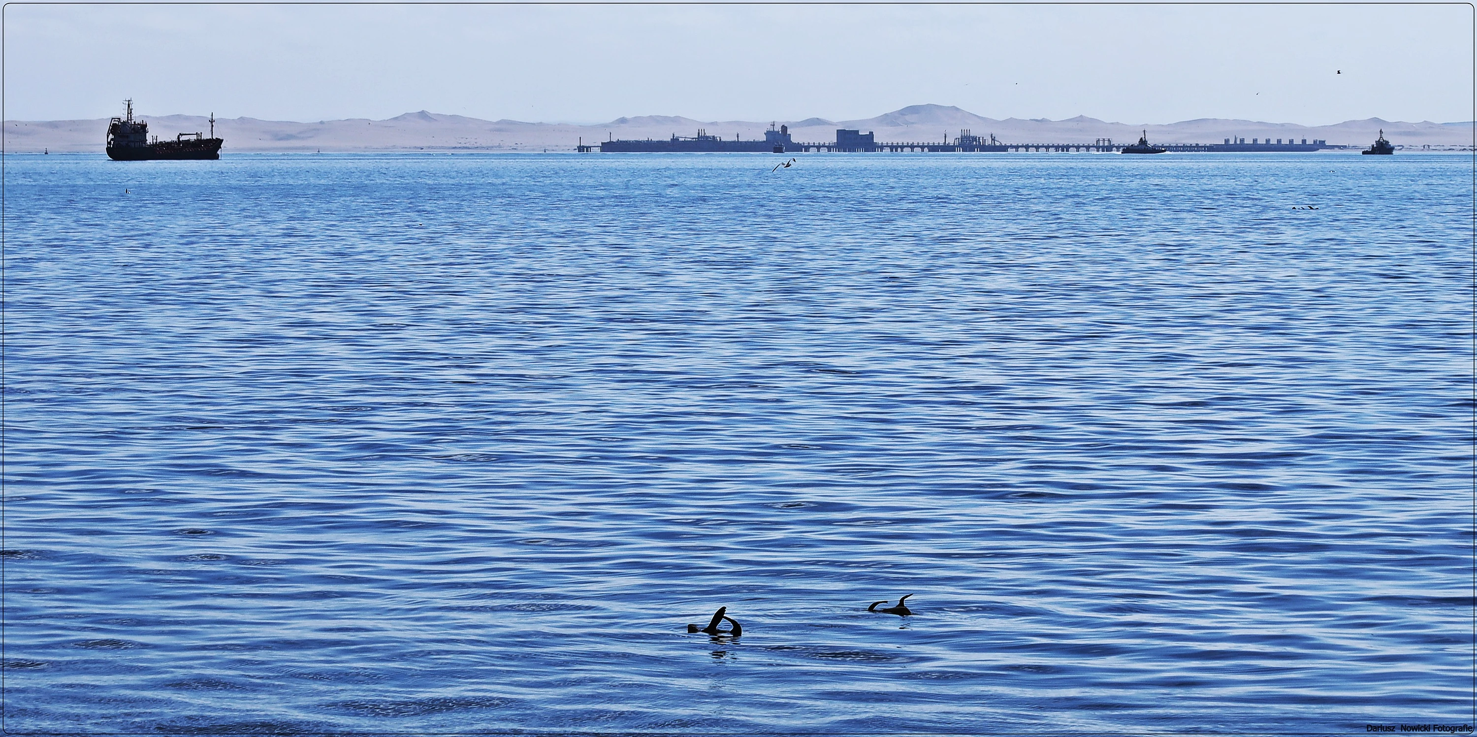 Walvis  Bay i uchatki