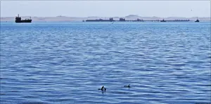 Walvis  Bay i uchatki