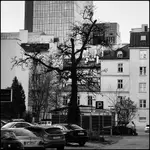 W betonowej dżungli 