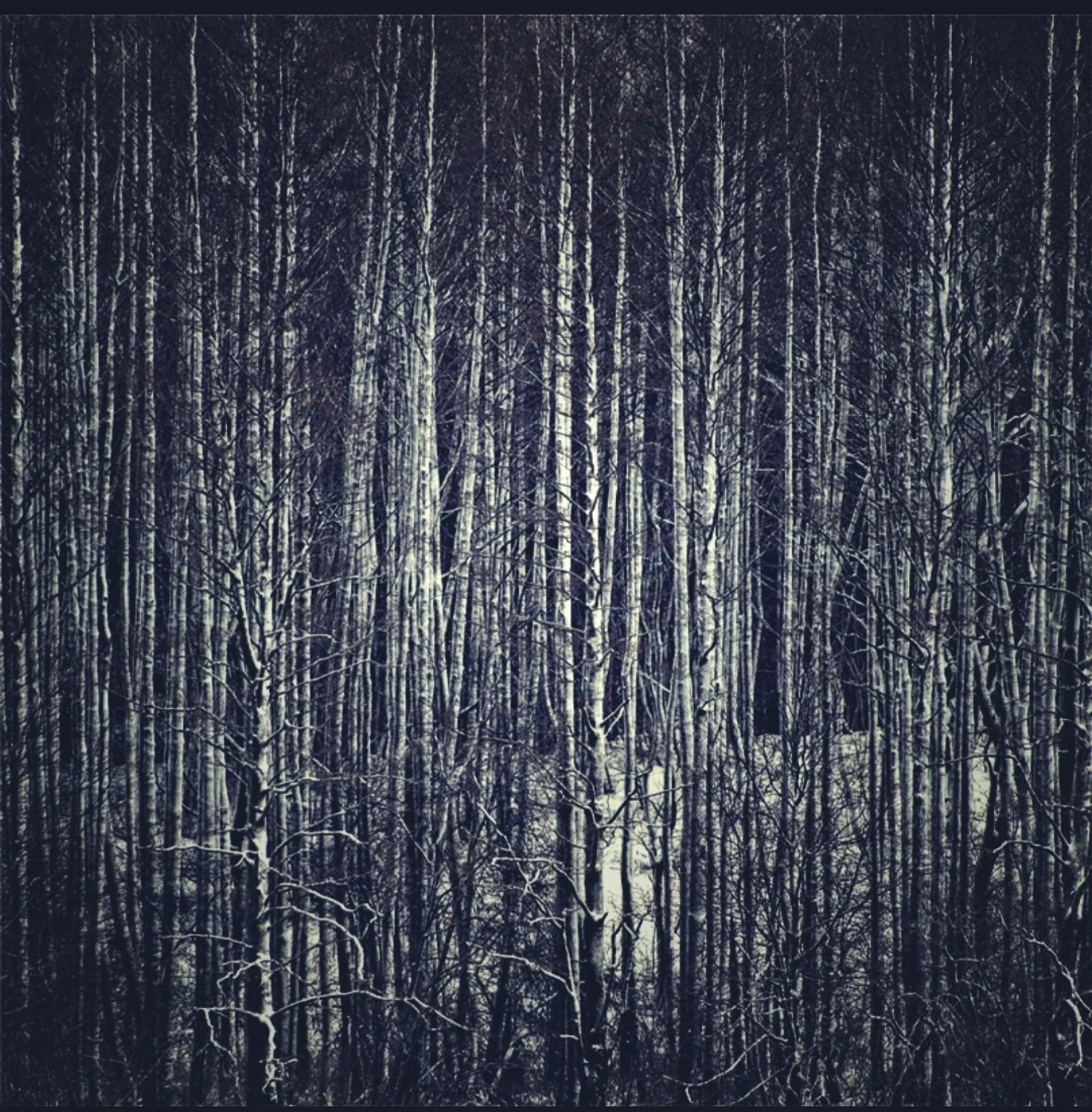 Tematem dziś widzę są brzozy...