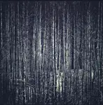 Tematem dziś widzę są brzozy...