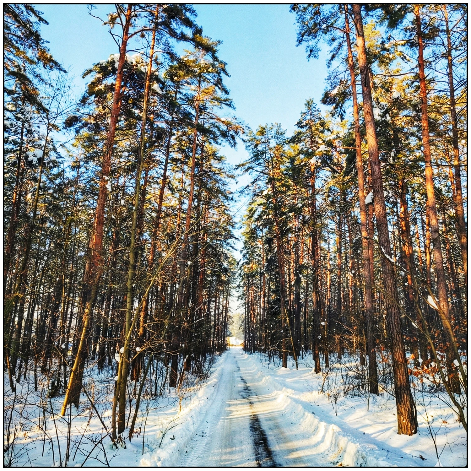 1000093344 ale sanny brak