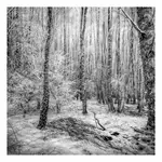 10*** czarno białe zomowe