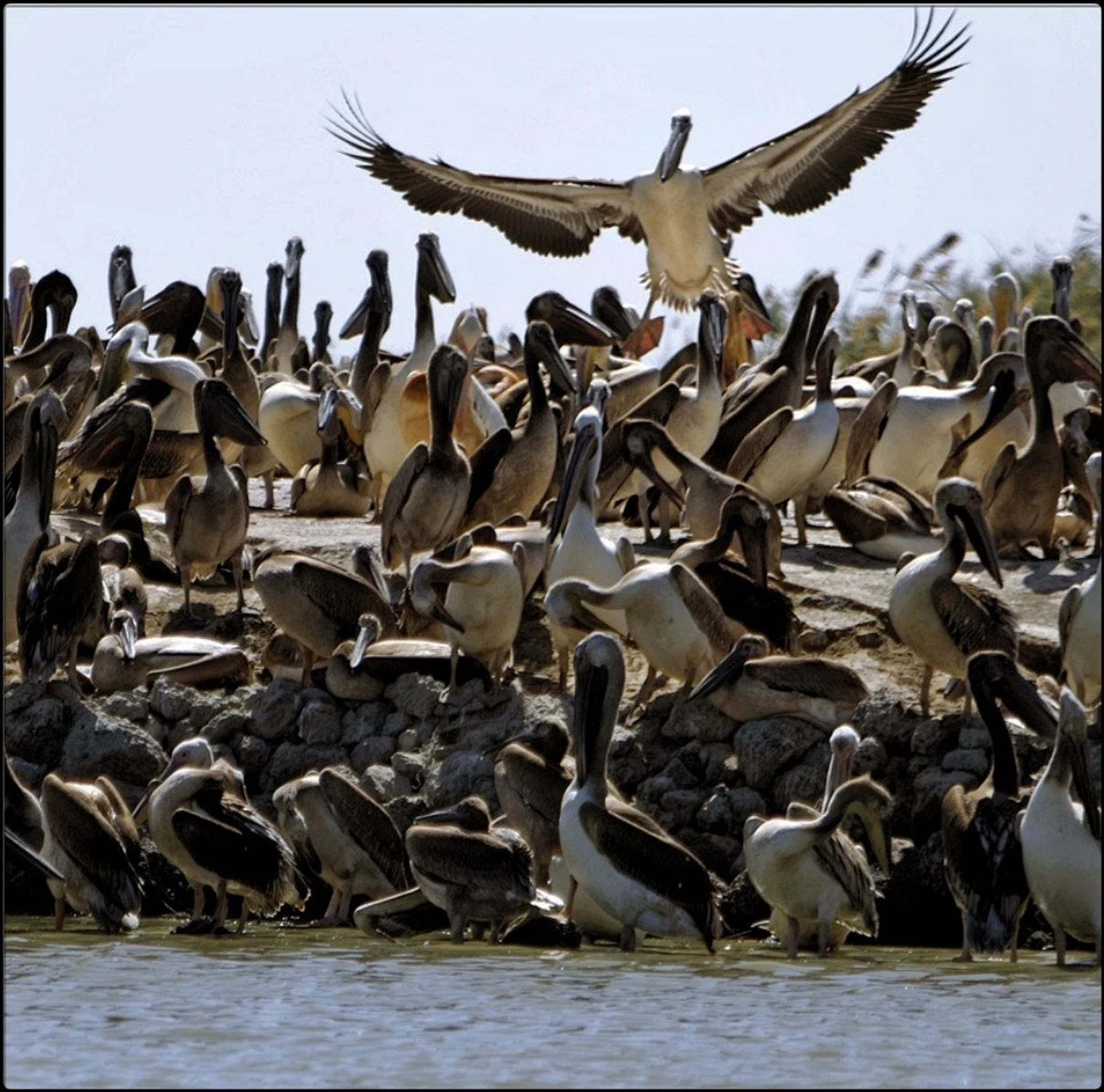 Dyrygent...albo niech ktoś podskoczy...