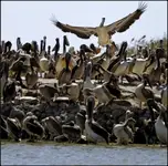 Dyrygent...albo niech ktoś podskoczy...