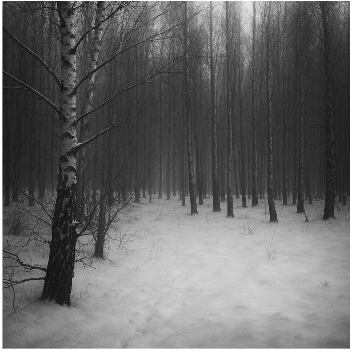 Modrzewina z brzozami