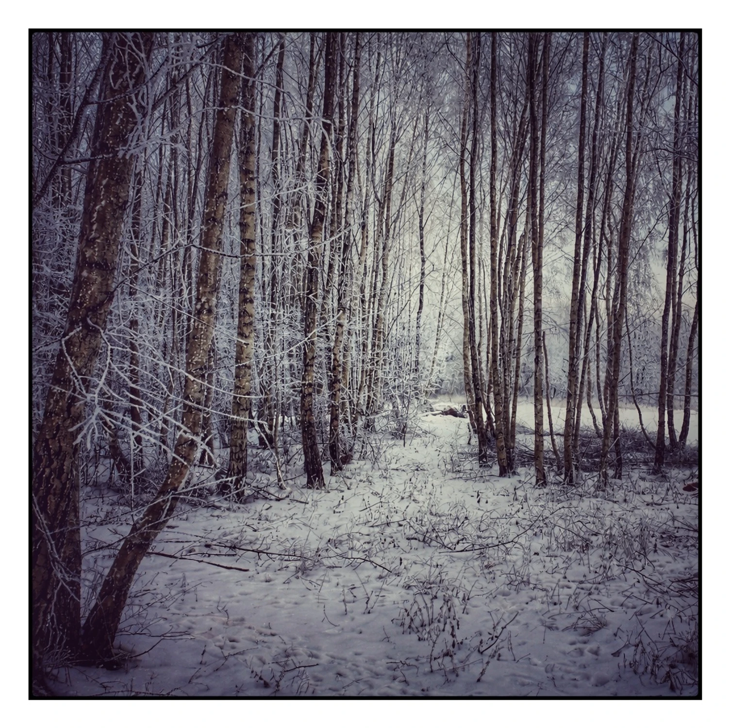 Obrazki zimowo leśne