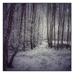 Obrazki zimowo leśne