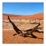 Przybij żółwika...a może krabika