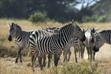 Panienki parzystokopytne 