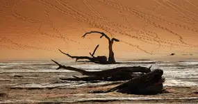 kadr poziomy albo ślady 