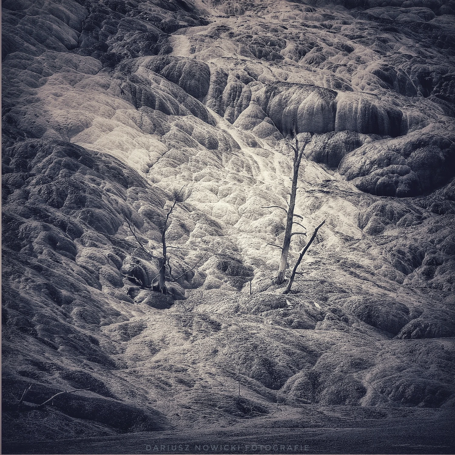 Sesja z samotnym drzewem bez umowy