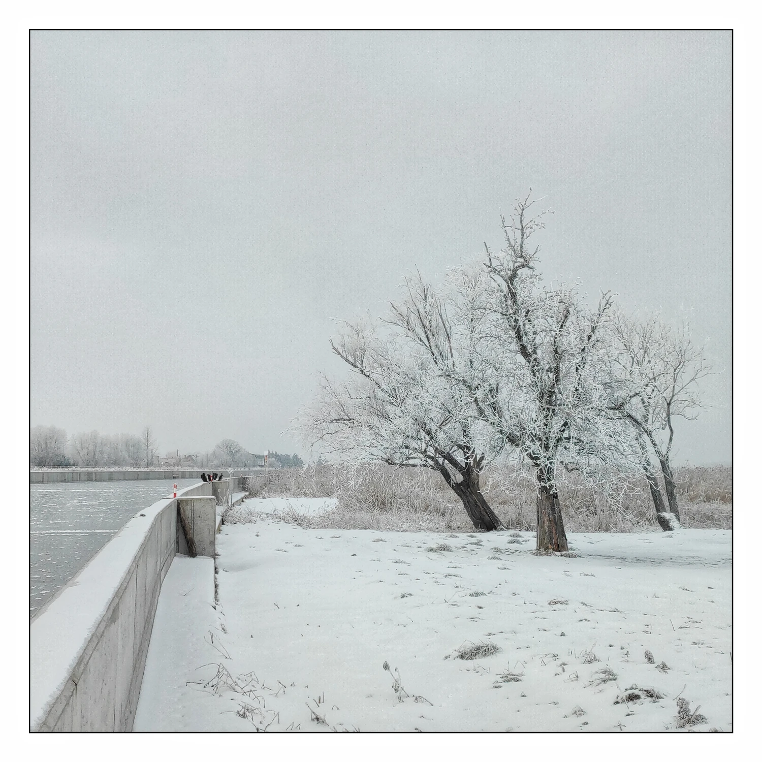 Lass Fatall osiem i kormorany a nie pół .