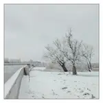 Lass Fatall osiem i kormorany a nie pół .