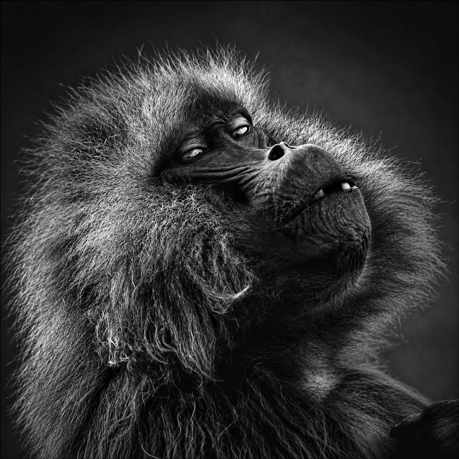 1000104206. Gelada 