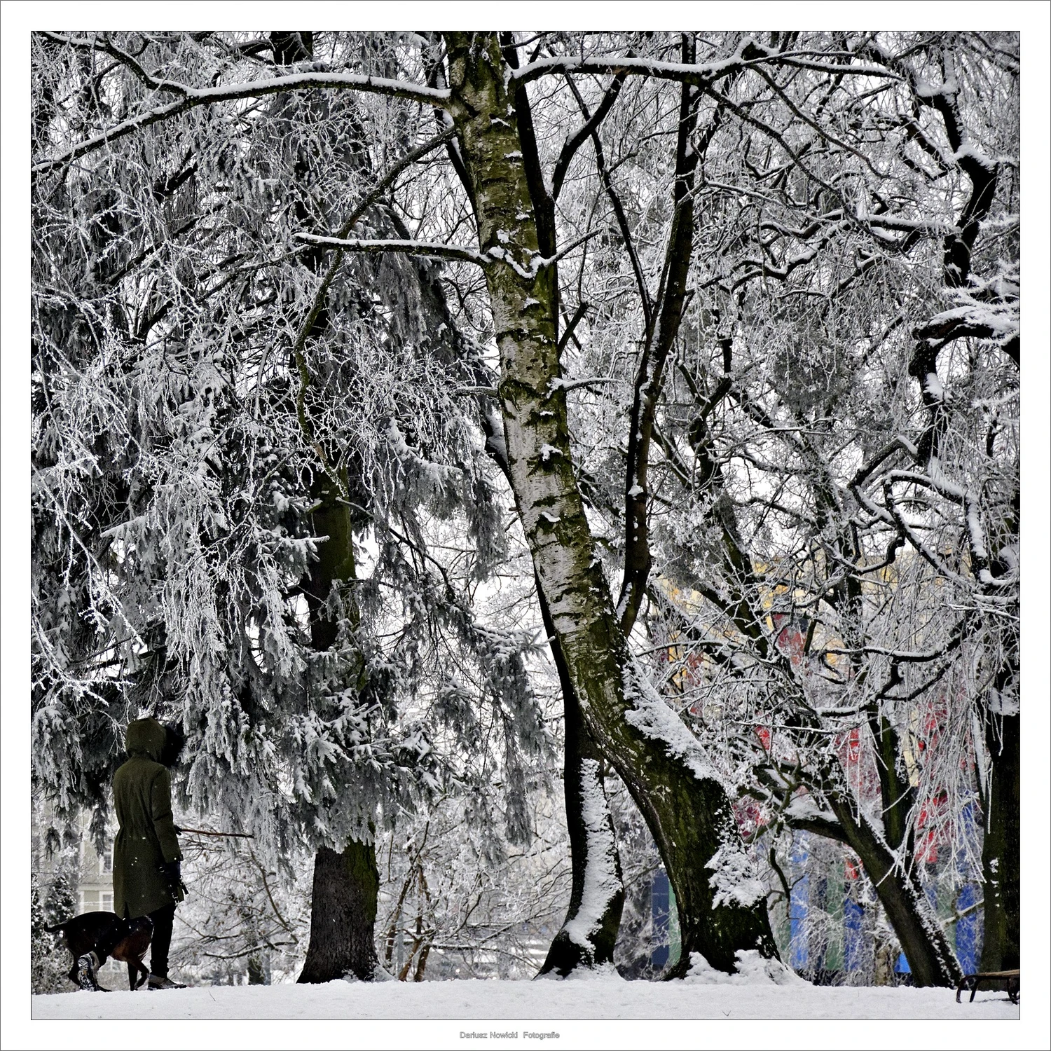 a pogoda pod psem albo z .