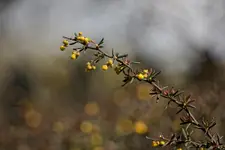 Manual nie byle jaki