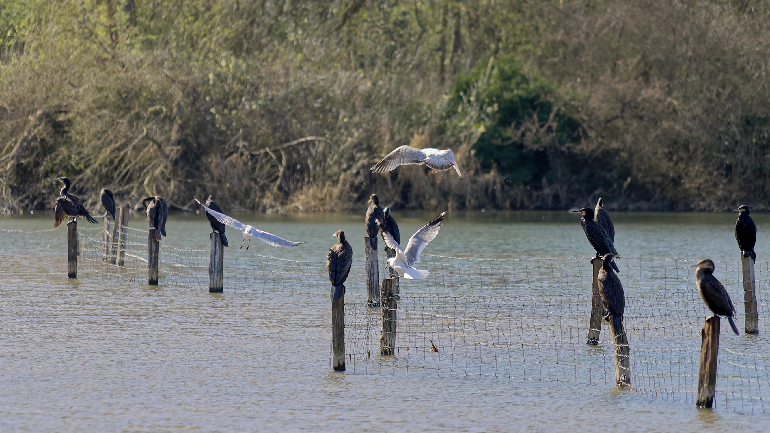 Kormorany i nie tylko