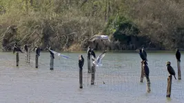 Kormorany i nie tylko