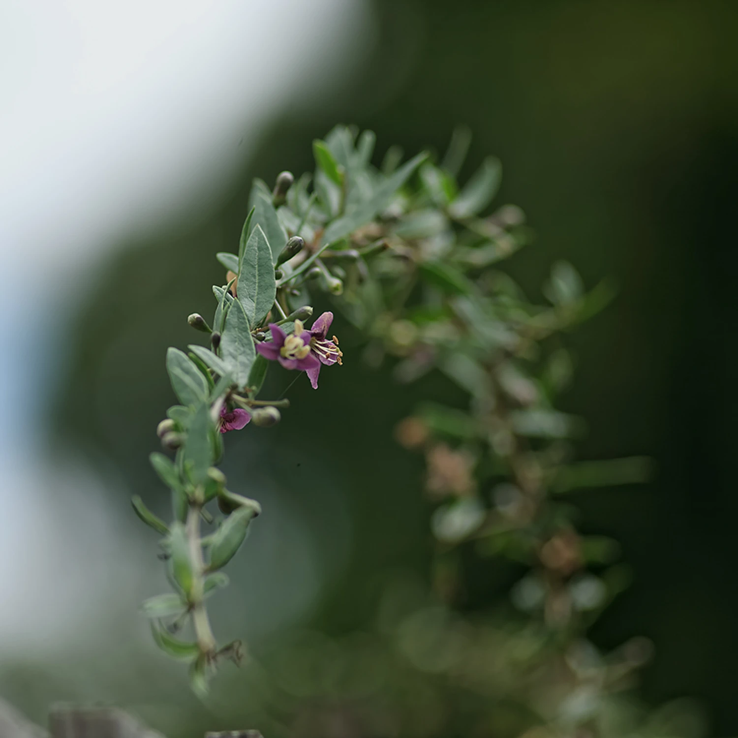 Manual nie byle jaki