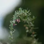 Manual nie byle jaki