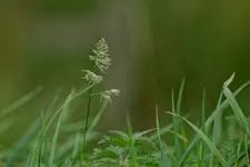 Dla amatorów manualnych szkieł