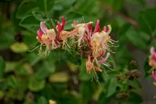 Dla amatorów manualnych szkieł