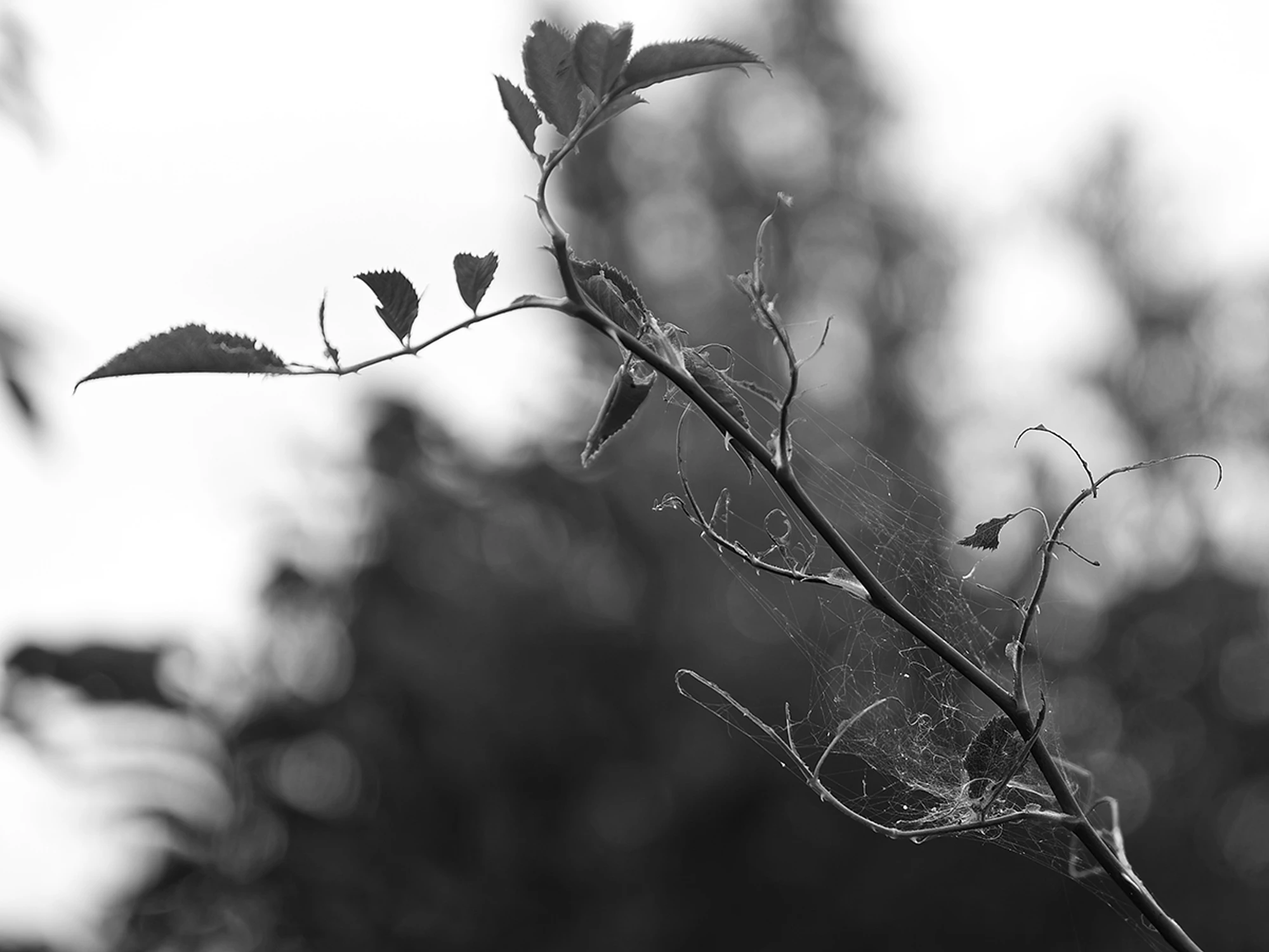 W czerni i bieli III