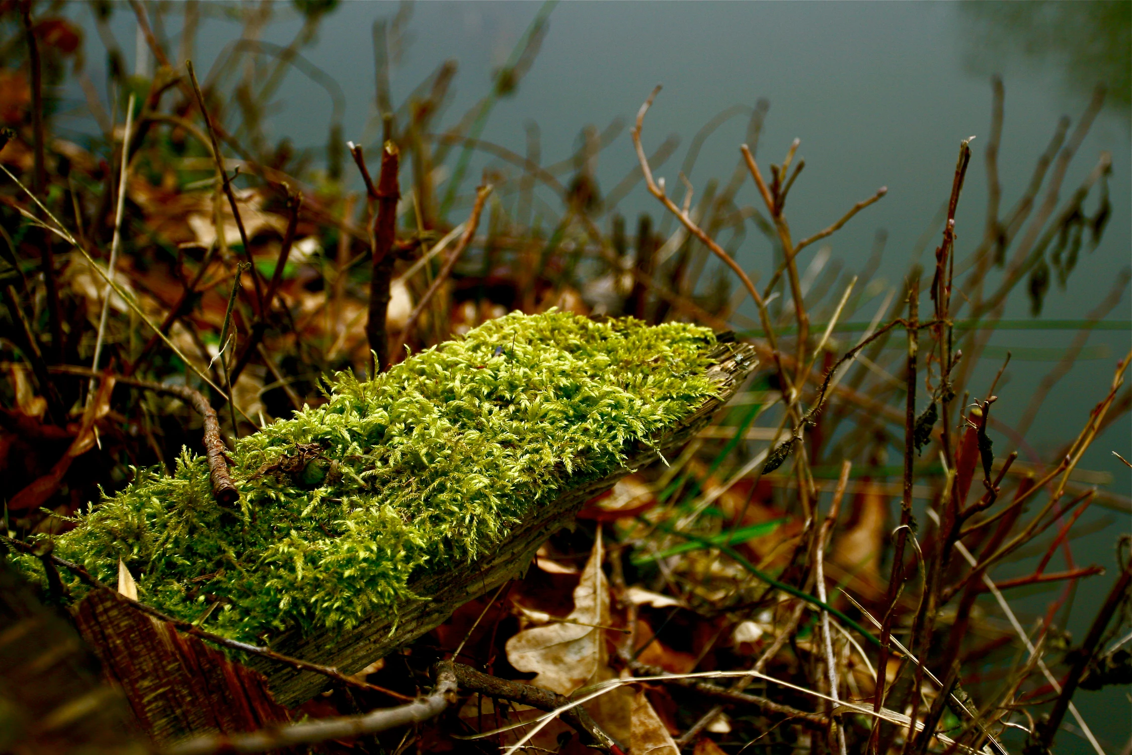 colours of nature...