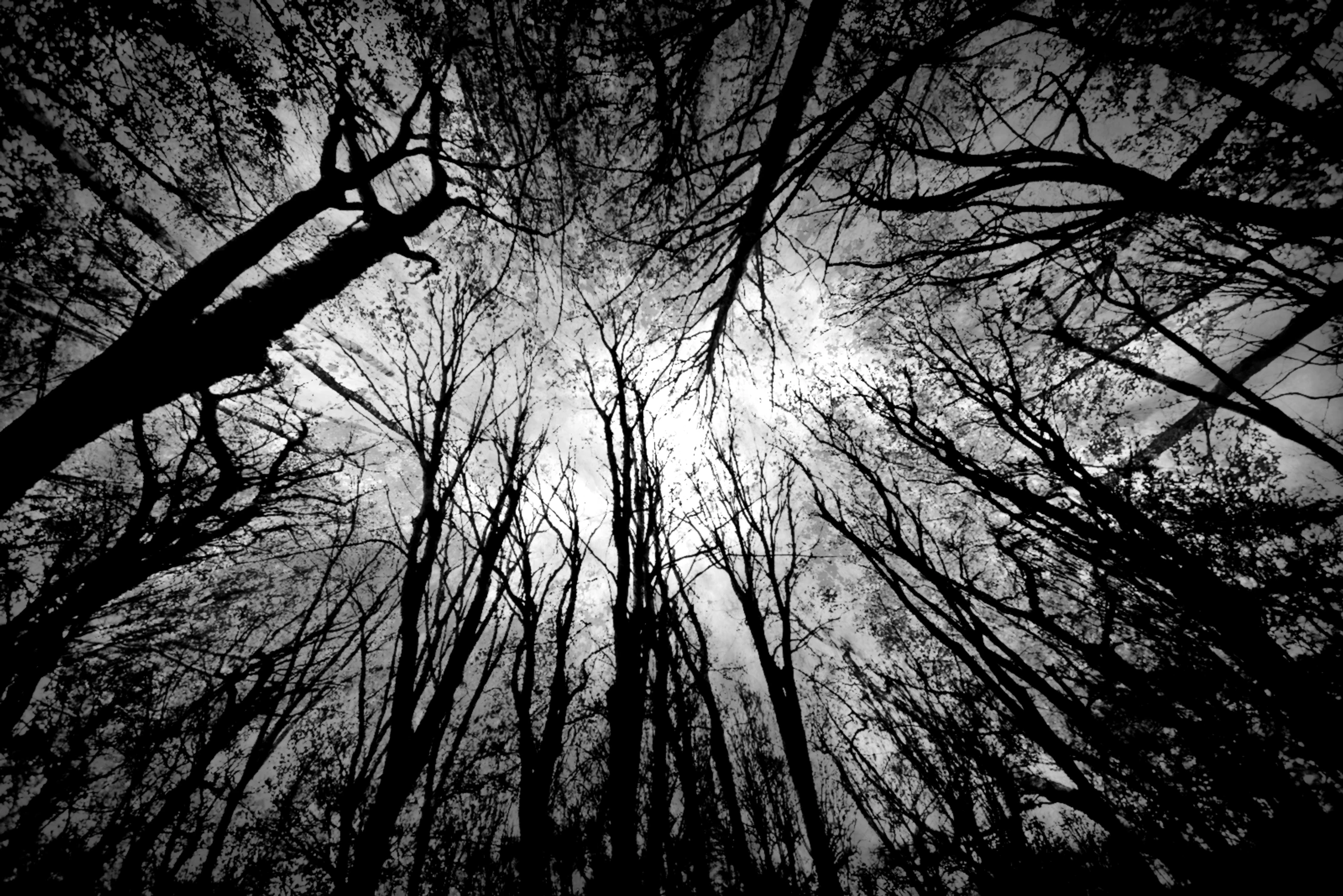 Into the Trees...
